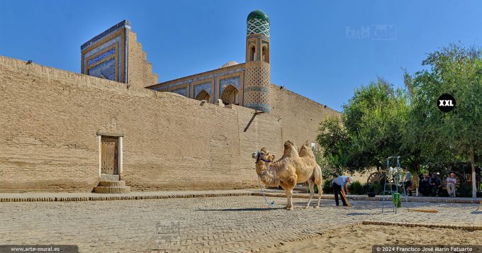 OF24804204. Camel near Pahlavon Mahmud Street, Itchan Kala neighborhood.  Khiva (Uzbekistan)