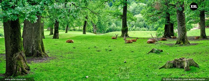 OF4501405. "Dragoș Vodă" Bisons and Carpathian Fauna Reserve, Romania