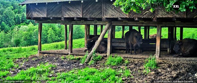 OF4504404. "Dragoș Vodă" Bisons and Carpathian Fauna Reserve, Romania