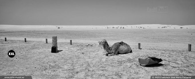 A7R364301. Arabian camel in Sahara