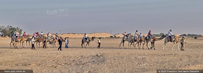 P5515501. Arabian camel riding at the Gateway to the Sahara in Douz, Tunisia
