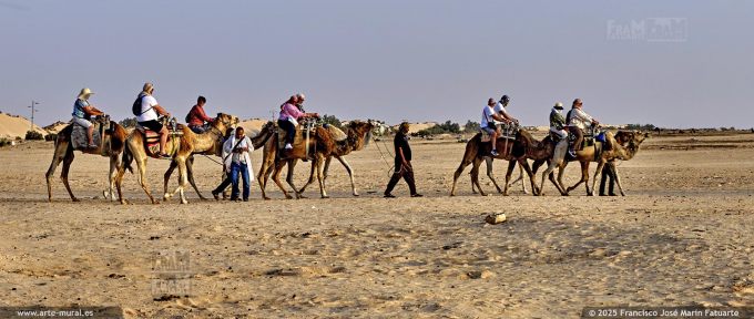 P55158F3. Arabian camel riding at the Gateway to the Sahara in Douz, Tunisia