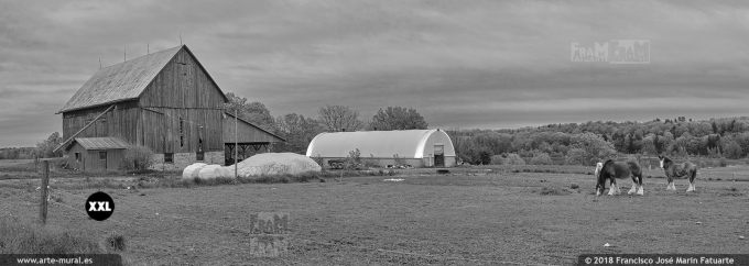 I65716B2. Cattle farm in Ontario. Canada