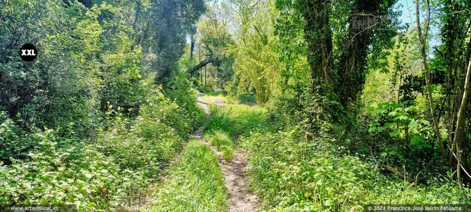 OF4134303. Isonzo Nature Park of Campagnuzza - Sant'Andrea, Gorizia (Italy)